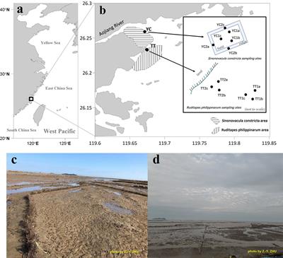 Community Competition Is the Microorganism Feedback to Sedimentary Carbon Degradation Process in Aquaculture Tidal Flats